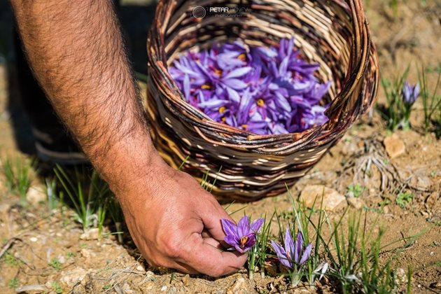 Прибиране на реколтата от шафран