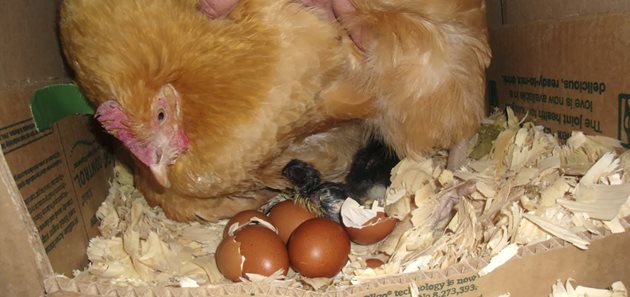 Кокошките мътят добре и яйца от други видове: пуешки, гъши, пачи, от фазан и др.