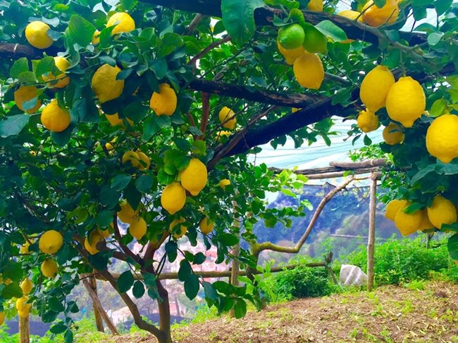 Лимоновите горички заемат 400 хектара в зоната около Амалфи. СНИМКИ: АВТОРЪТ