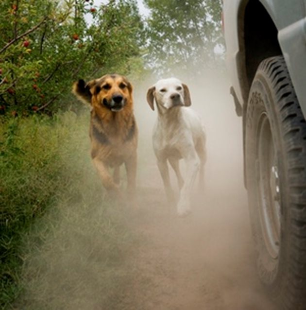 Гоненето на автомобили е много опасно за кучетата. Най-често то завършва с премазан крак, а често и с прегазване