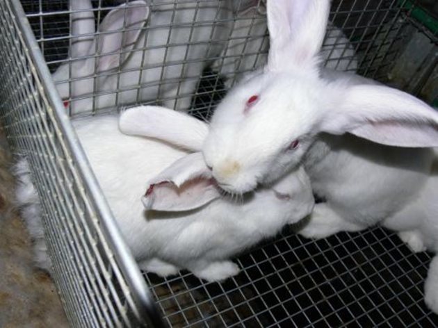 Типичен пример за канибализъм. Доминантното животно напада по-слабия заек и отхапва част от ухото му. При нормални условия заекът би избягал, но в клетката това е невъзможно.