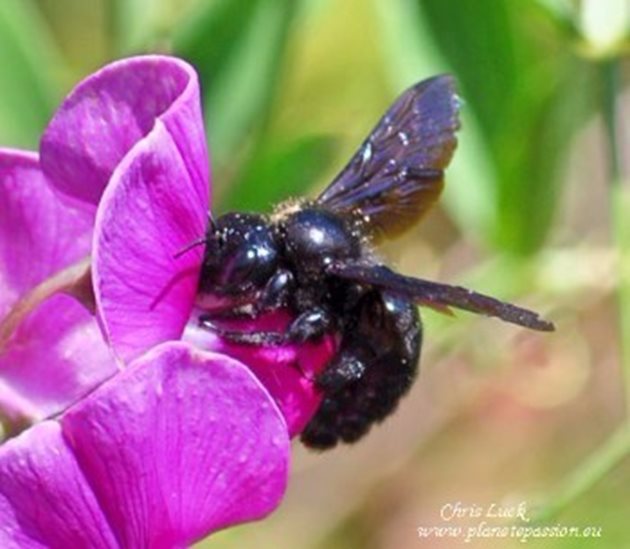 Лесно разпознаваемата пчела Виолет Карпентър, най-големият вид самотна пчела