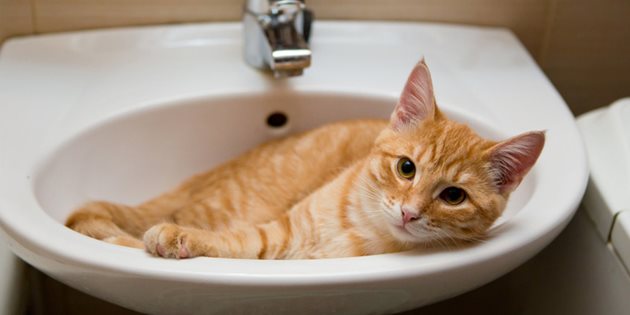 Порцелановата мивка е хладна и котките използват това