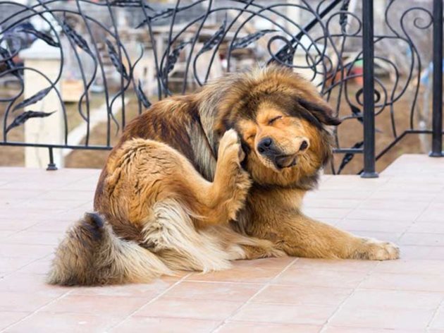 Попадането на чуждо тяло или развитието на паразити в ухото на кучето води до чесане, което може да премине в драскане с нокти. И така се стига до тежко травмиране на ухото на кучето.