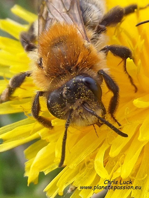 Андрена-Фулва, минна пчела, също уединен вид самотна пчела във Франция