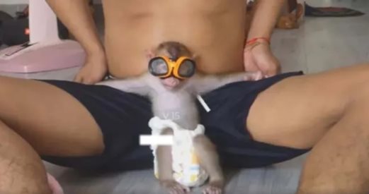 Собственици на маймунки ги дрогират, насилват и убиват за лайкове в социалните мрежи (Снимки)