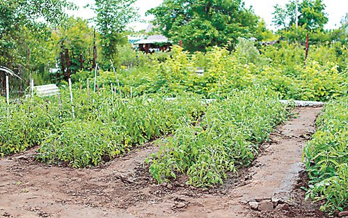 Зеленчуци и подправки, които са подходящи за сенчеста градина