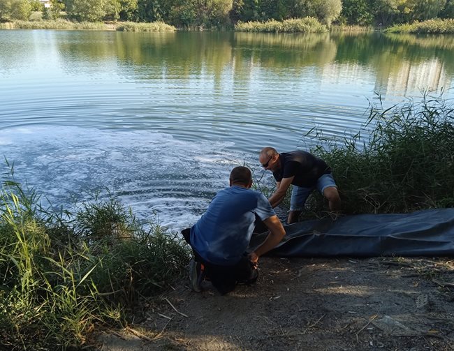 Изписват белите амури във водата