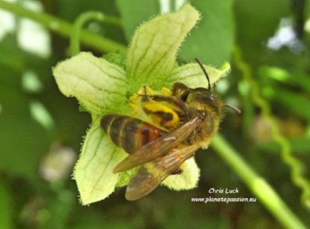 Андрена-Флореа, самотна пчела
