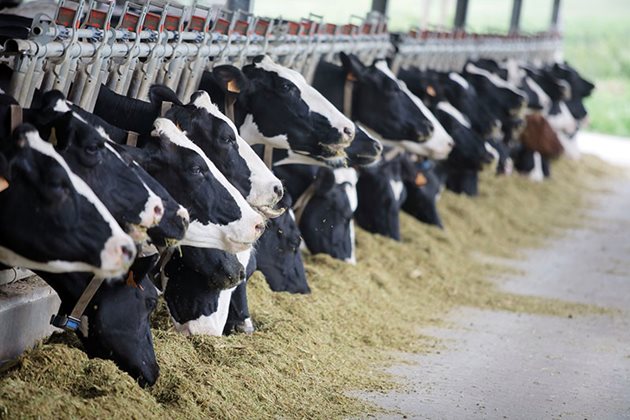 Мониторингът на ефективността на фуражите при производството на говеждо месо е доста разпространен (поне на документи), но млекопроизводителите, и то в световен мащаб, все още не успяват да се възползват от него максимално. Мониторингът на ефективността е от полза за млекопроизводството, особено след "неотдавнашната смърт" на 31-годишната квотна система за мляко в Европа, която обеща да освободи значителен конкурентен натиск в цялата индустрия, напомнят специалистите.