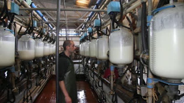 Според данни на Европейския ветеринарен съюз в Европа от обемистите фуражи се доят по 5 000 и повече килограма мляко