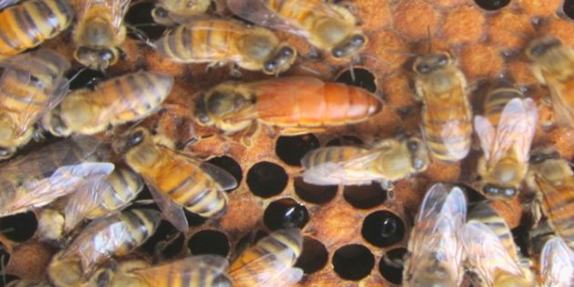 Свищева майка е такава, която пчелите отглеждат при крайна необходимост (внезапна загуба на майка) от последното снесено пило. Снимка zapchelite.eu