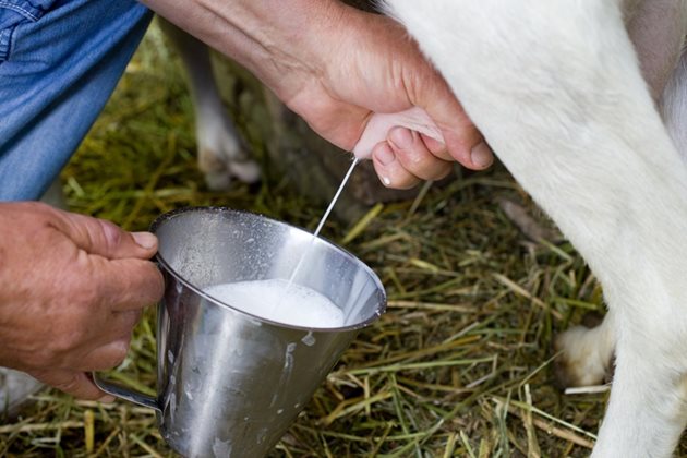 Издоеното козе мляко не трябва да има никакви странични миризми