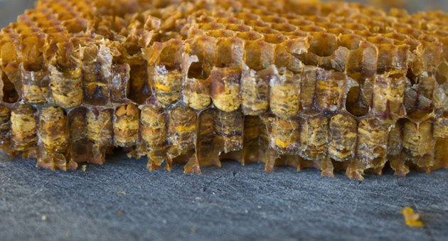 Ако в склада нямате запасни пити с прашец, които да дадате на пчелите, пчелните семейства трябва да бъдат подхранени с кърмова маса, в която се прибавя прашец или друга белтъчна храна – извара, сухо мляко и пр.