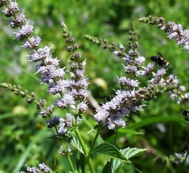 Нектарът от мента е много полезен за пчелите. А чаят от мента, даван като вода на пчелите, играе ролята на естествен стимулант.