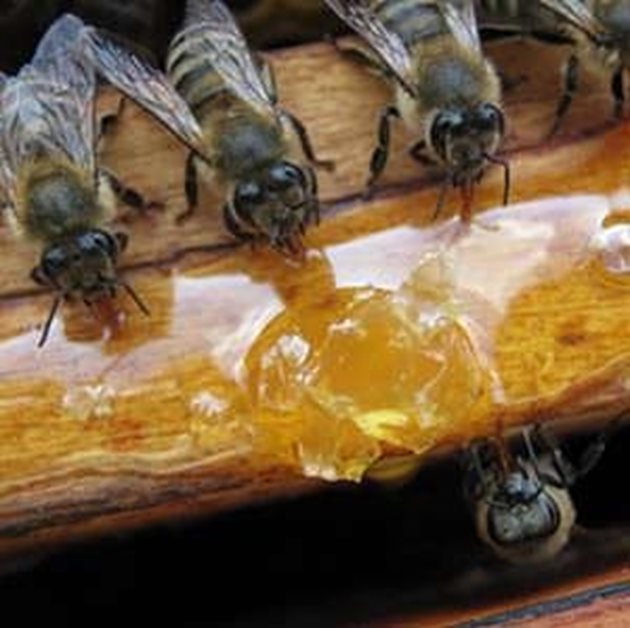 Най-голямата грешка, която допускат мнозина пчелари, се състои в това, че закъсняват с подготовката за зимуване на пчелните семейства. А в повечето случаи тя се изразява главно в това да набавят зимна храна за пчелите в късна есен.