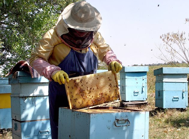 Слаби добиви от мед очакват пчеларите заради неблагоприятното време