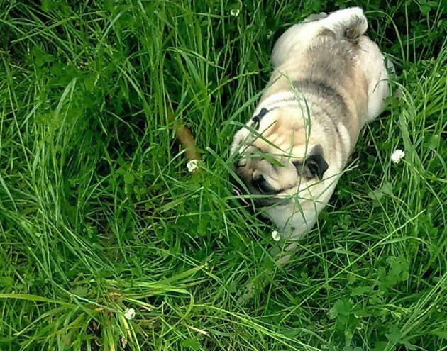 Високата трева е опасна за очите на ниския мопс
Снимка: Регина&Жорж