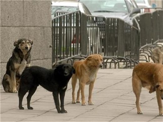 БАБХ наложи 81 сакции на общини за нарушения, свързани с уличните кучета
