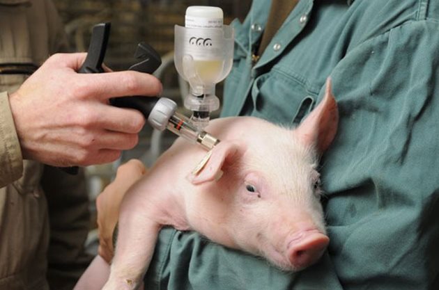 Екпериментът доказва, че използването на адсорбенти на микотоксини подобрява здравето на прасетата и повишава имунитета им. И ваксинирането на свинете-майки отново започва да дава резултати.