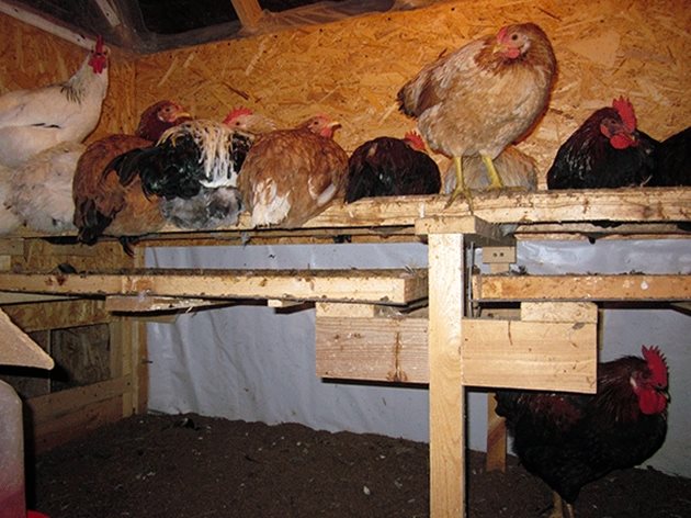 Осигурете удобни кацала за нощуване на кокошките

