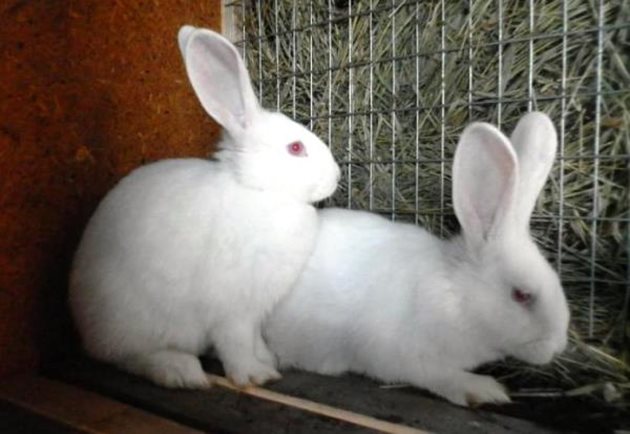 Преди покриването претеглете зайците - теглото им трябва да е над 3,5 кг
