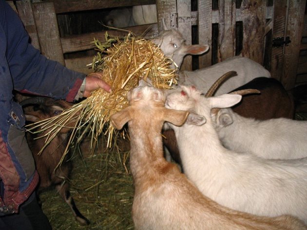 Може да давате на коза до 2 кг слама дневно
