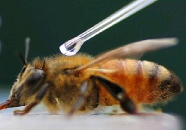 Канадските учени вместо да разработват нови препарати срещу вирусите и бацилите, те залагат на отглеждането на значително по-устойчиви пчели. Да се надяваме, че селектираните пчели, устойчиви на вируси и студ, ще спасят човечеството от глад