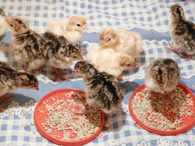 През първите няколко дни пуйчетата се хранят в плитки тави. Освен в тях фуражът може да се дава в малки количества върху велпапе на постелята, където те по-лесно могат да намерят храна, докато започнат да я разпознават.