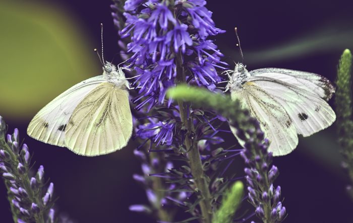 На първо място във фотоконкурса “АЕЦ “Козлодуй” и природата - съвместно съжителство” е класирана снимката “Пеперуди” на Соня Илман.