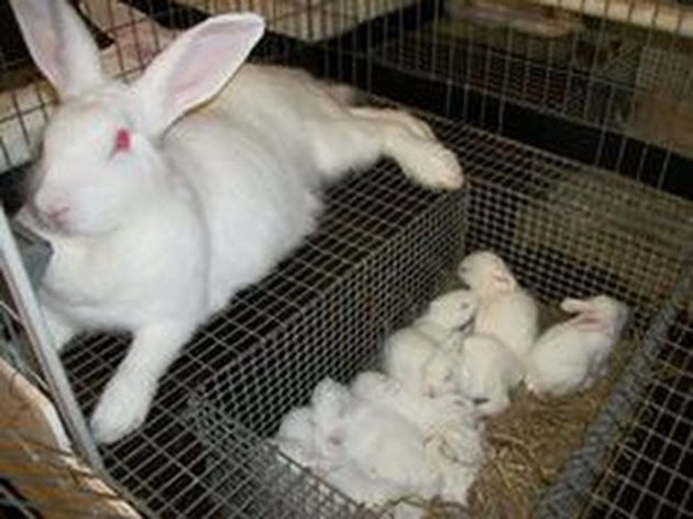 Подходящото подхранване на майката ви гарантира здрави новородени зайчета

