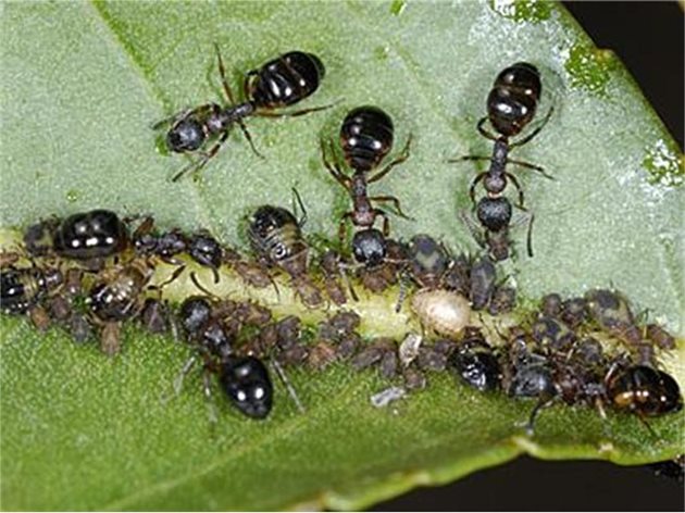 Мравките, които са станали нашествие, се оправят с пудра и бягат от ракия