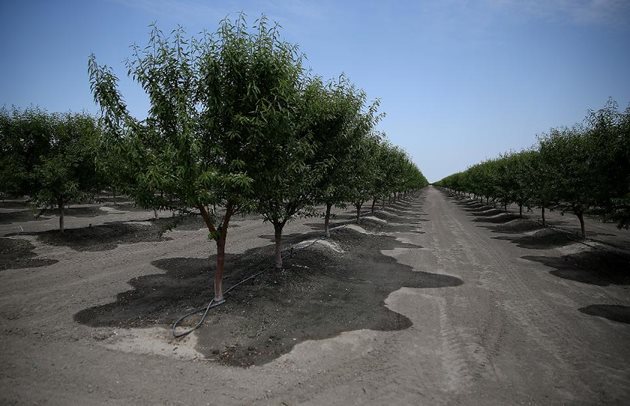 Мокра земя от капковото напояване се вижда под бадемовите дървета през април 2015 г. в четвъртата година на тежка суша в Калифорния