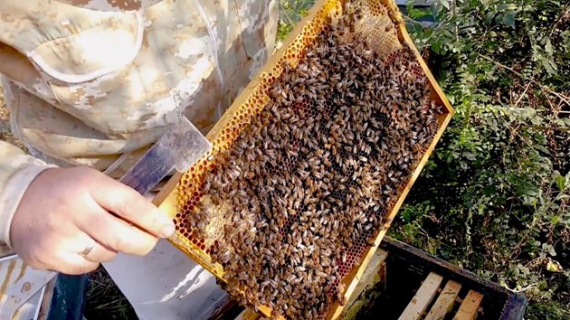 Практиката показва, че ако старите пчели бъдат поставени в кризисна ситуация, те могат да бъдат принудени "бясно" да градят нови пити. И то с една-единствена цел - да създадат място на майката да снася яйца.