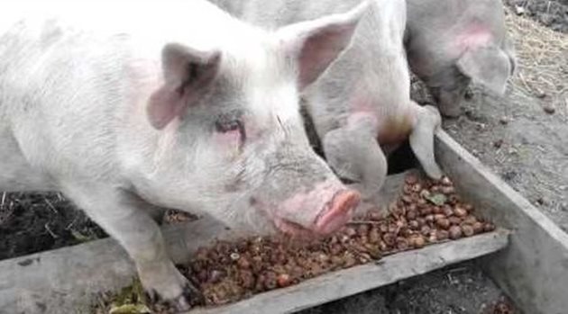 Може да давате на свинете по 1 кг жълъди дневно, за предпочитане дъбови, разделени на две хранения