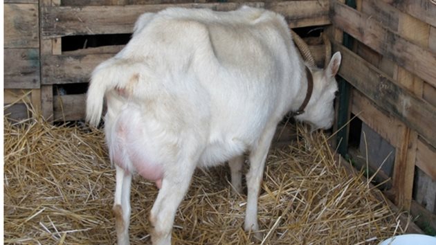 От съставянето на правилна дажба зависи как ще протече спирането на лактацията при бременната коза