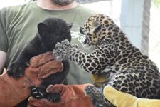 Вижте двата малки леопарда, родени във варненския зоопарк (Снимки)
