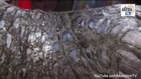 Крава-крокодил се роди в Тайланд (видео)