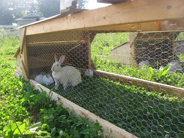 При отглеждането на биологични зайци могат да се използват клетки - стационарно настанени върху пасища (тревни площи)