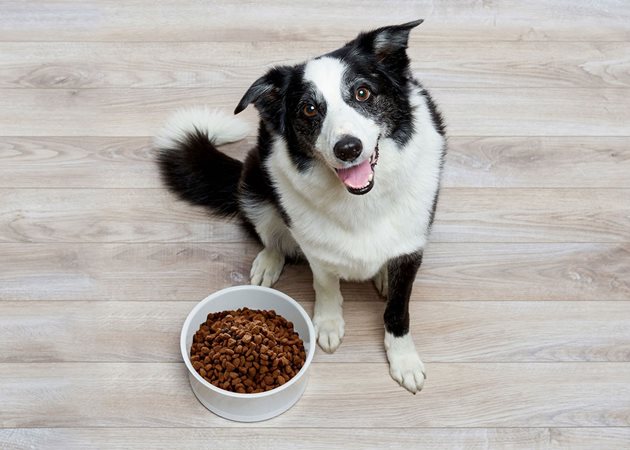 Съхранявайте правилно сухата храна на кучето
