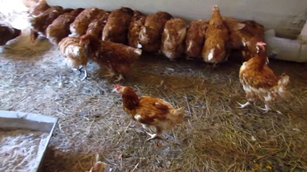Важно е да осигурите на старите и новите кокошки отделни хранилки и поилки
Снимка: YouTube