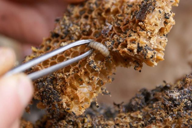 Тръбесто пило се получава при придвижването на пчелни ларви и какавиди нагоре, обезпокоявани от гъсениците на  восъчния молец