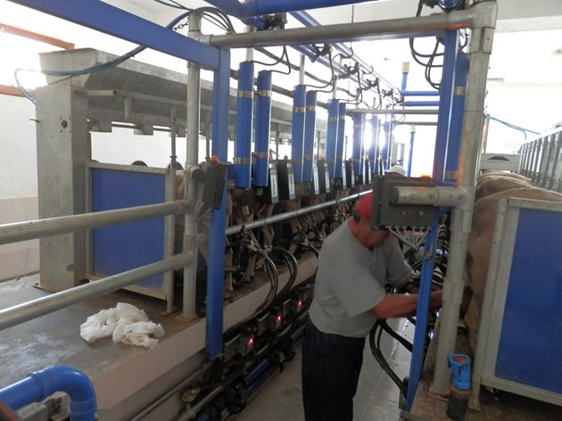 Надградената с още 12 доилни места доилна инсталация DeLaval от фирма "Агритоп" сега позволява да се доят едновременно 24 овце