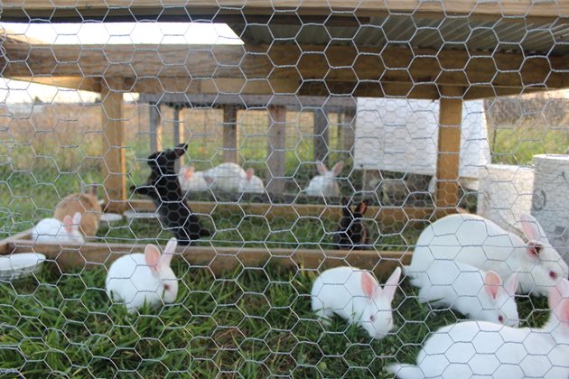 Франция има богат опит в отглеждането на зайци, които имат достъп до пасища