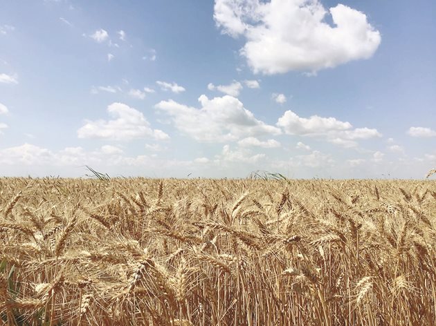 Високи добиви от пшеница, но качеството на зърното е под въпрос