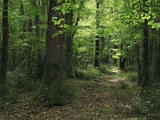 Нова мярка ще стимулира увеличаването на горите във фаза на старост