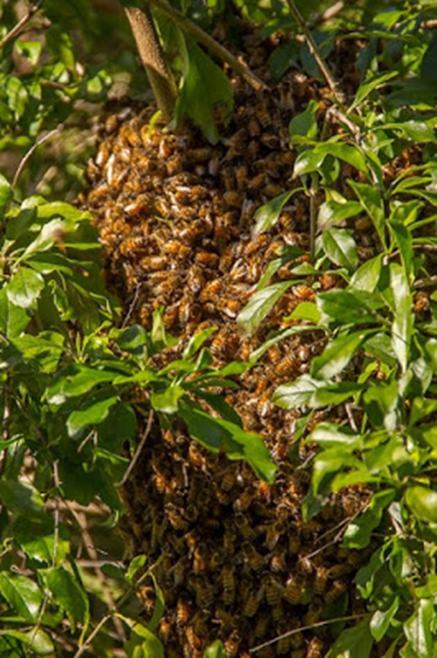 Хващането на естествено роило се семейство е предпоставка за създаването на силно пчелно семейство, убедена е пчеларката Митка Угринова