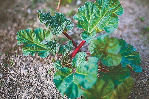 Ревенът – непознат зеленчук за нашите градинари