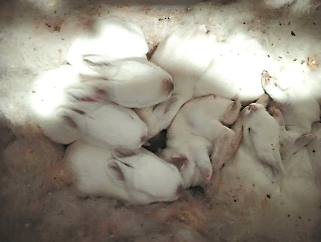 Един грам прираст при зайче се получава от 2 грама прието майчино мляко.