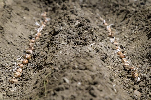 Когато размножените луковици станат много - на 5-ата - 6-ата година, нивата трябва да се разоре и отново засади на по-голяма площ. Това подмладяване на насаждението вдига добивите.